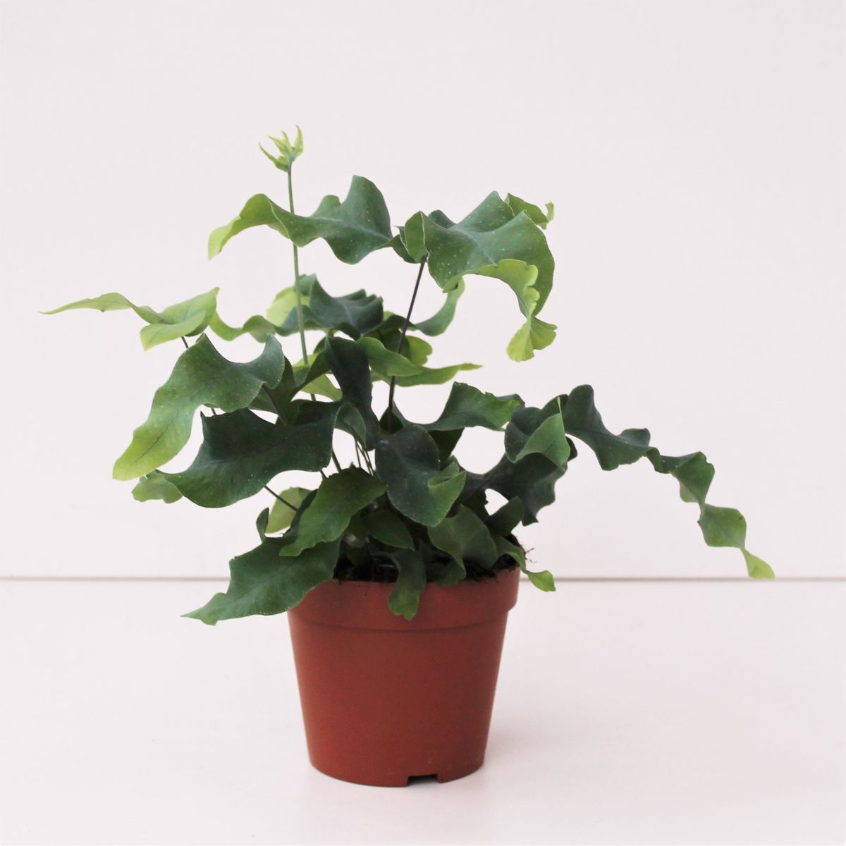 Phlebodium aureum Mandaianum (P12 cm H25 35 cm) Plant Wholesale