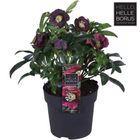 Helleborus orientalis 'Hello Red'