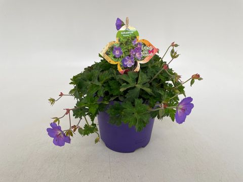 Geranium ROZANNE