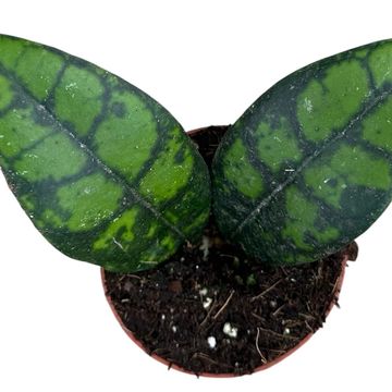 Hoya callistophylla 'Black Cat'