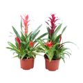 Bromelia MIX