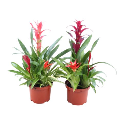 Bromelia MIX