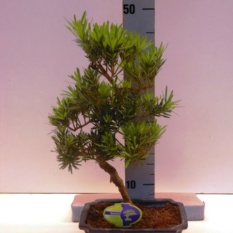 Podocarpus chinensis (Lodder Bonsai)