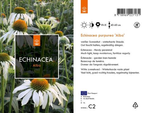 Echinacea purpurea 'Alba'