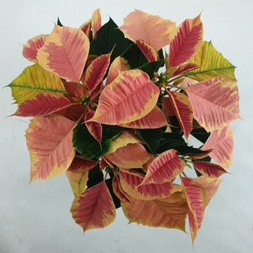 Euphorbia pulcherrima CHRISTMAS FEELINGS MARBLE