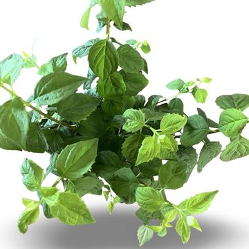 Philadelphus 'Virginal'