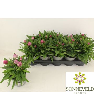 Bracteantha SUNDAZE PINK