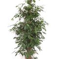 Ficus benjamina 'Exotica'