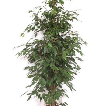 Ficus benjamina 'Exotica'