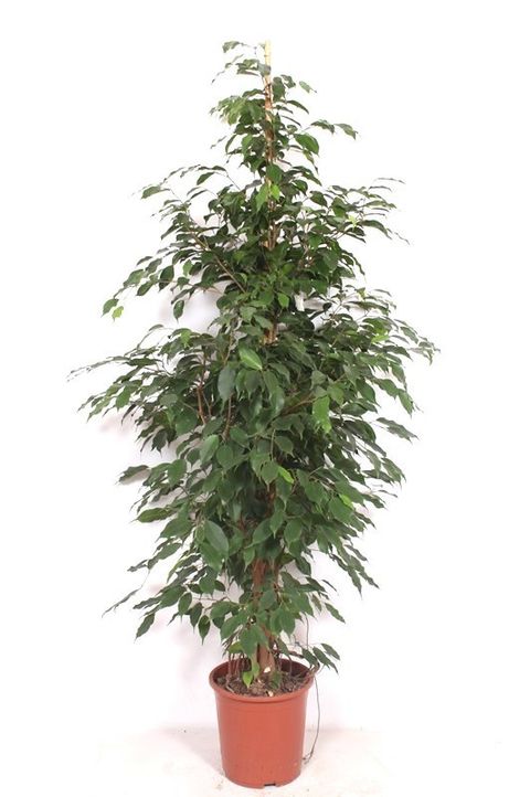 Ficus benjamina 'Exotica'