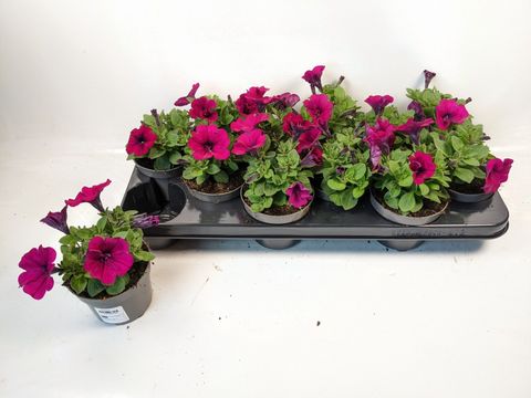 Petunia FAMOUS PURPLE