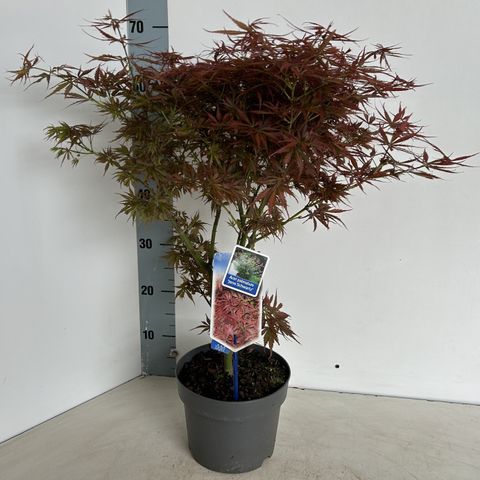 Acer palmatum 'Jerre Schwartz'