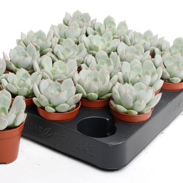 Echeveria secunda