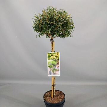 Ligustrum delavayanum