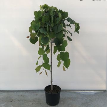 Cercis canadensis ЛАВАНДЕР ТВИСТ