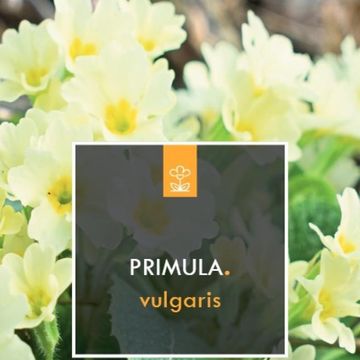 Primula vulgaris