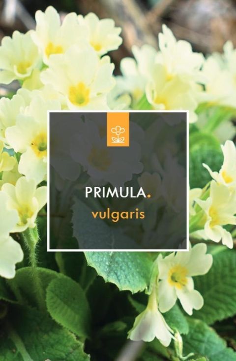Primula vulgaris