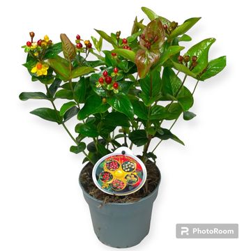 Hypericum MIRACLE MARVEL