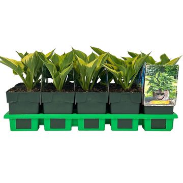 Hosta 'Green Patriot'