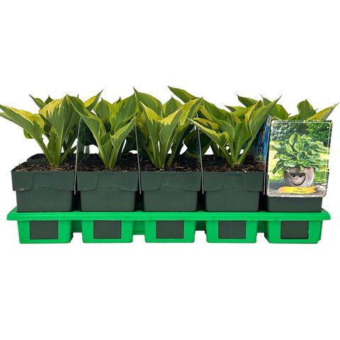 Hosta 'Green Patriot'