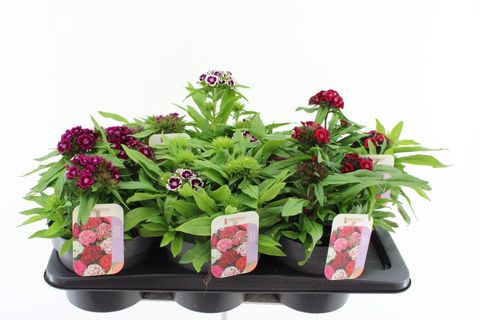 Dianthus barbatus BARBARINI MIX