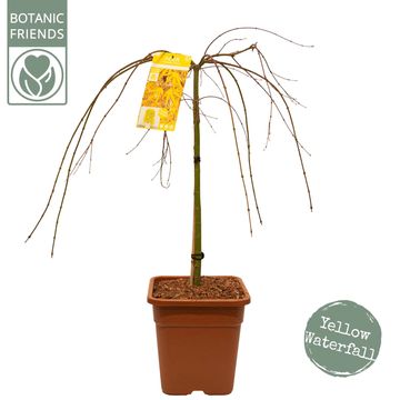 Acer palmatum CASCADE CITRINE