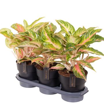 Aglaonema 'Eyecatcher'