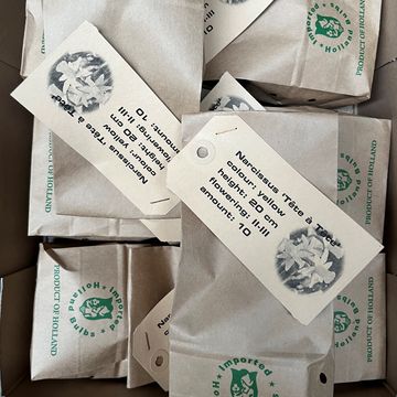 Narcissus 'Tête-à-Tête'