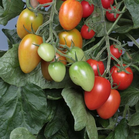 Solanum lycopersicum 'Corabell'