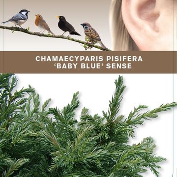 Chamaecyparis pisifera 'Baby Blue'