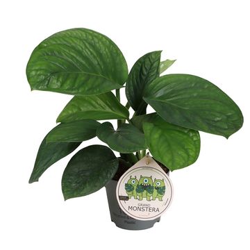 Monstera pinnatipartita