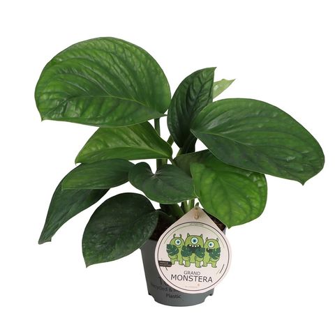 Monstera pinnatipartita