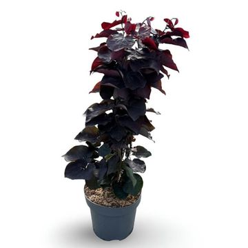 Cercis canadensis ACE OF SPADES / BLACK PEARL