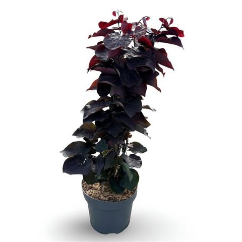 Cercis canadensis ACE OF SPADES / BLACK PEARL