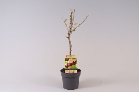 Prunus avium 'Stella'