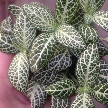 Fittonia verschaffeltii 'Snow Angel'