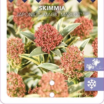 Skimmia japonica 'Magic Marlot'