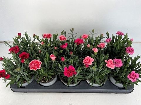 Dianthus OSCAR MIX