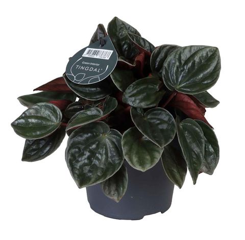 Peperomia caperata 'Santiago'