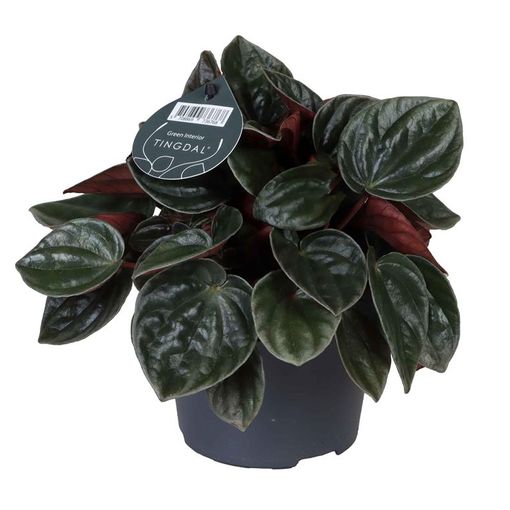 Peperomia caperata 'Santiago'