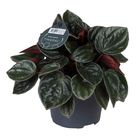 Peperomia caperata 'Santiago'