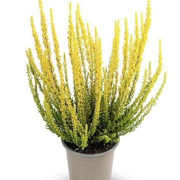 Calluna vulgaris SUNSET GIRLS ZELDA