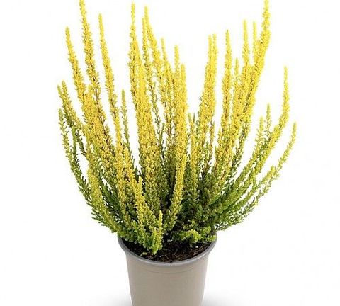 Calluna vulgaris SUNSET GIRLS ZELDA