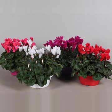 Cyclamen persicum SUPER SERIE S ALLURE MIX