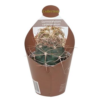 Gymnocalycium cardenasianum