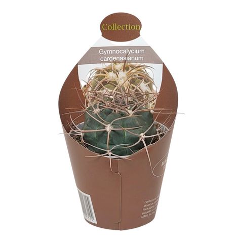 Gymnocalycium cardenasianum