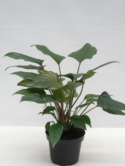 Philodendron ARROWHEAD