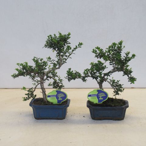 Ilex crenata