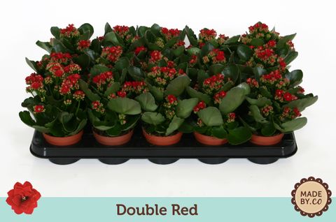 Begonia DOUBLE RED