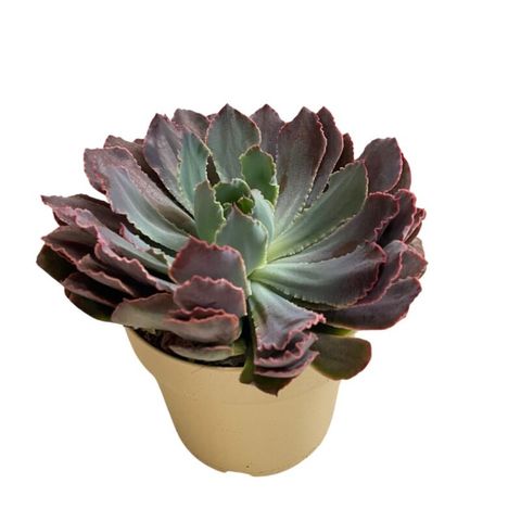 Echeveria 'Neon Breakers'